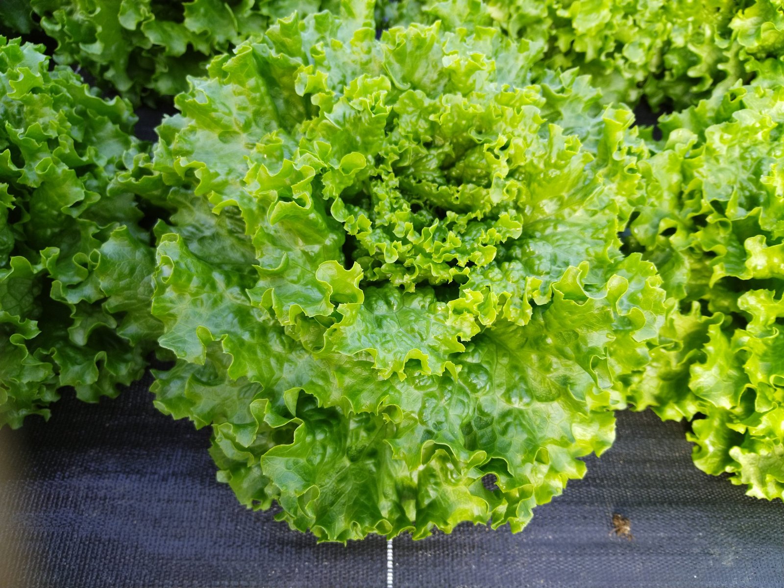 SALADE - Batavia verte -